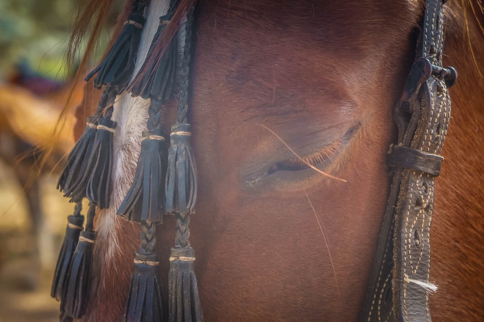 horseback-riding-pelion-greece-la-vie-en-blog-all-rights-reserved-10