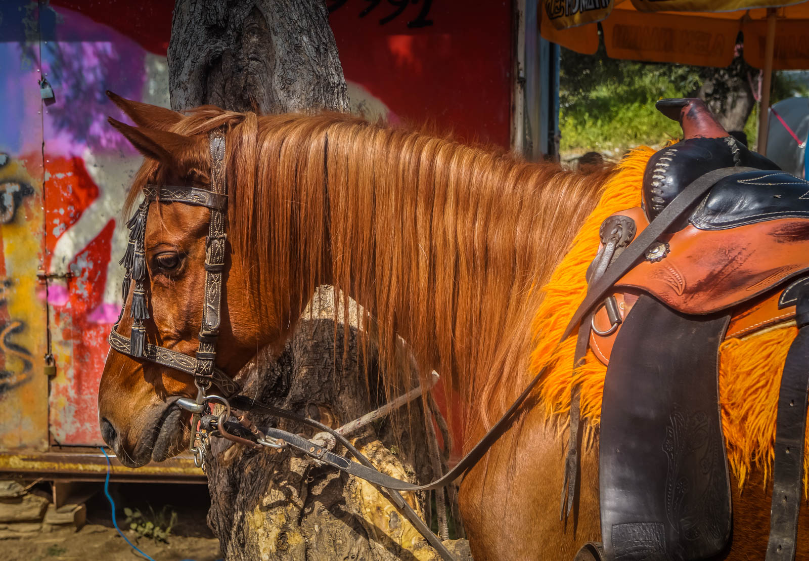 horseback-riding-pelion-greece-la-vie-en-blog-all-rights-reserved-7